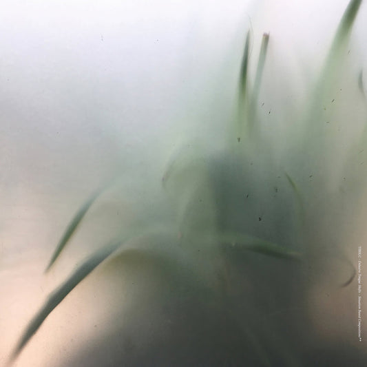 TIBSLC – Delusive Tongue Shifts - Situation Based Compositions