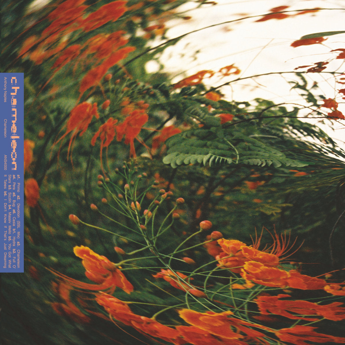 Anthony Naples – Chameleon